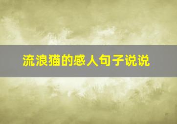 流浪猫的感人句子说说