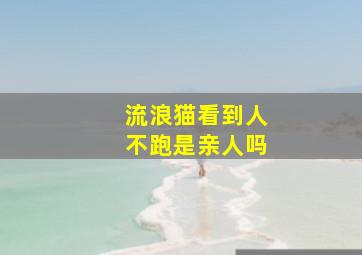 流浪猫看到人不跑是亲人吗