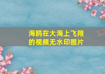 海鸥在大海上飞翔的视频无水印图片