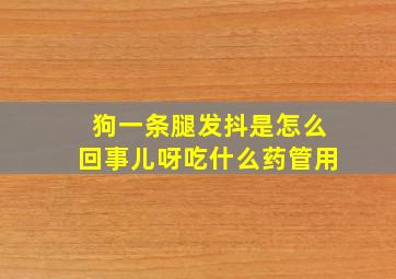 狗一条腿发抖是怎么回事儿呀吃什么药管用