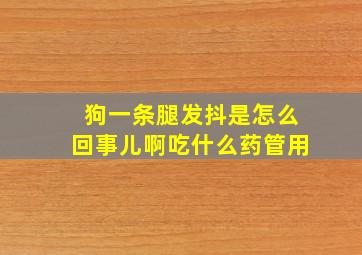 狗一条腿发抖是怎么回事儿啊吃什么药管用