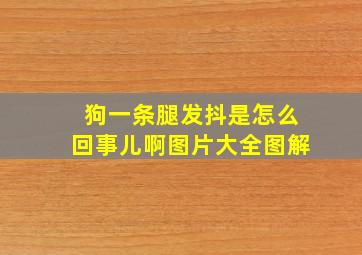 狗一条腿发抖是怎么回事儿啊图片大全图解