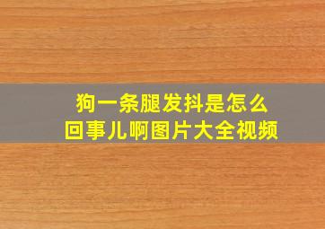 狗一条腿发抖是怎么回事儿啊图片大全视频