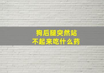 狗后腿突然站不起来吃什么药