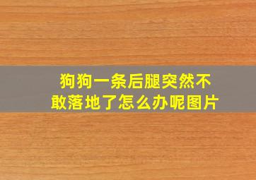 狗狗一条后腿突然不敢落地了怎么办呢图片