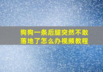 狗狗一条后腿突然不敢落地了怎么办视频教程