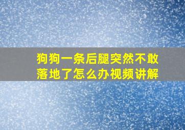 狗狗一条后腿突然不敢落地了怎么办视频讲解