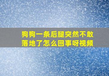 狗狗一条后腿突然不敢落地了怎么回事呀视频