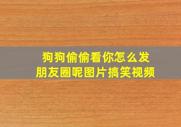 狗狗偷偷看你怎么发朋友圈呢图片搞笑视频