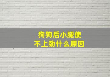 狗狗后小腿使不上劲什么原因