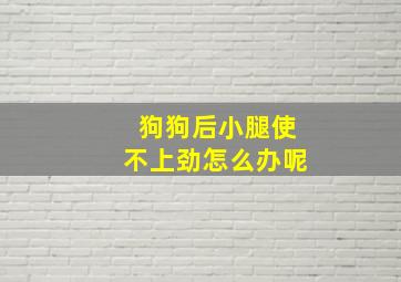 狗狗后小腿使不上劲怎么办呢