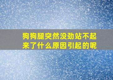 狗狗腿突然没劲站不起来了什么原因引起的呢