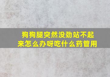 狗狗腿突然没劲站不起来怎么办呀吃什么药管用