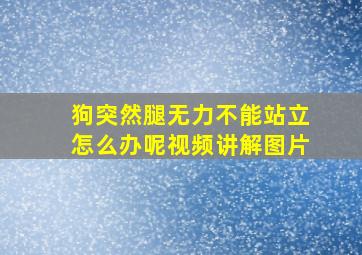 狗突然腿无力不能站立怎么办呢视频讲解图片