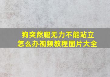 狗突然腿无力不能站立怎么办视频教程图片大全