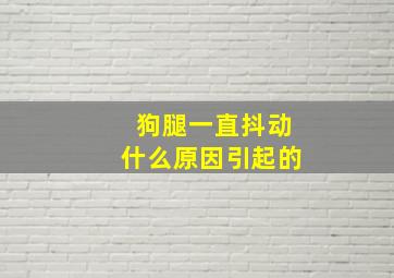 狗腿一直抖动什么原因引起的