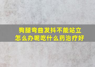 狗腿弯曲发抖不能站立怎么办呢吃什么药治疗好