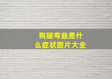 狗腿弯曲是什么症状图片大全