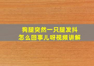 狗腿突然一只腿发抖怎么回事儿呀视频讲解