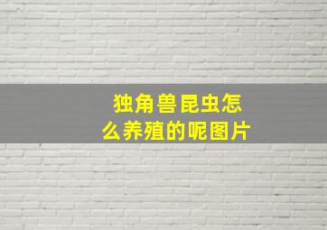 独角兽昆虫怎么养殖的呢图片