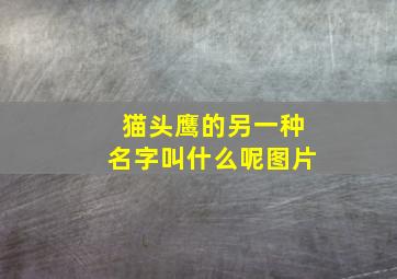 猫头鹰的另一种名字叫什么呢图片