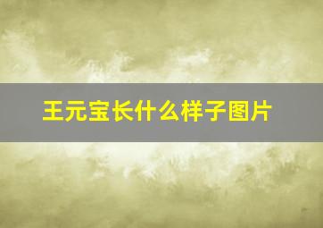 王元宝长什么样子图片