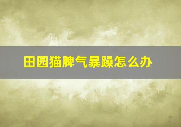 田园猫脾气暴躁怎么办