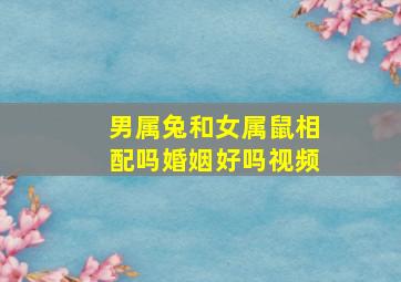 男属兔和女属鼠相配吗婚姻好吗视频