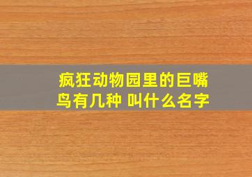 疯狂动物园里的巨嘴鸟有几种 叫什么名字