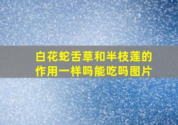 白花蛇舌草和半枝莲的作用一样吗能吃吗图片