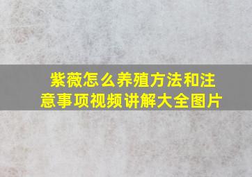 紫薇怎么养殖方法和注意事项视频讲解大全图片