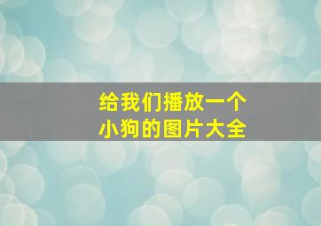 给我们播放一个小狗的图片大全