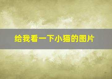 给我看一下小猫的图片