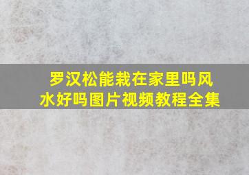 罗汉松能栽在家里吗风水好吗图片视频教程全集