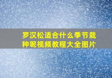 罗汉松适合什么季节栽种呢视频教程大全图片