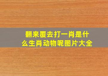 翻来覆去打一肖是什么生肖动物呢图片大全