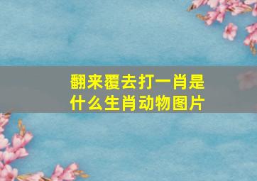 翻来覆去打一肖是什么生肖动物图片