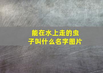 能在水上走的虫子叫什么名字图片