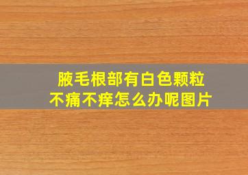 腋毛根部有白色颗粒不痛不痒怎么办呢图片