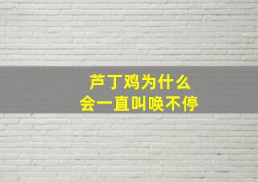 芦丁鸡为什么会一直叫唤不停