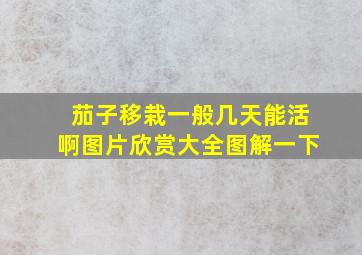 茄子移栽一般几天能活啊图片欣赏大全图解一下