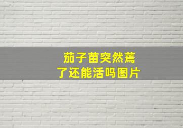 茄子苗突然蔫了还能活吗图片