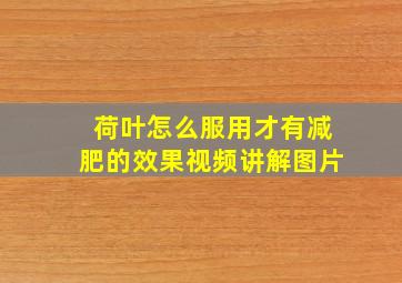 荷叶怎么服用才有减肥的效果视频讲解图片