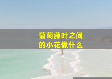 葡萄藤叶之间的小花像什么