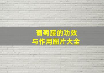 葡萄藤的功效与作用图片大全