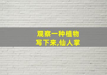 观察一种植物写下来,仙人掌