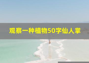 观察一种植物50字仙人掌