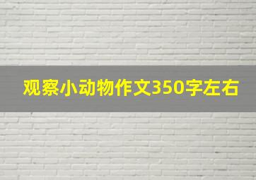 观察小动物作文350字左右