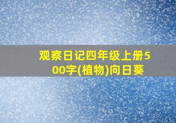 观察日记四年级上册500字(植物)向日葵