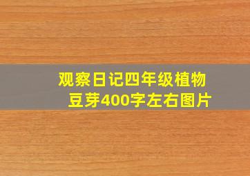 观察日记四年级植物豆芽400字左右图片